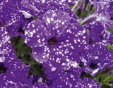 Picture of Potunia NightSky