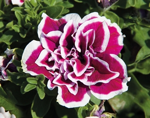 Picture of DUPLA  Potunia Magenta Picotee