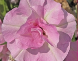 Picture of DUPLA  Potunia  Light Pink