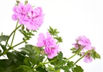 Picture for category PELARGONIJA PUZAVA