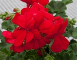 Picture for category PELARGONIJA GRMOLIKA