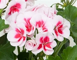 Picture of Smoky White - Grmolika pelargonija 