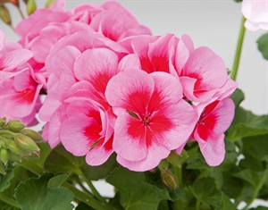 Picture of Smoky Pink- Grmolika pelargonija 