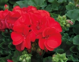 Picture of Matea - Grmolika pelargonija 