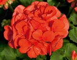 Picture of Mandarin - Grmolika pelargonija 