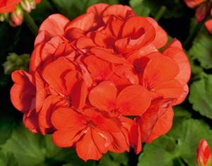 Picture of Mandarin - Grmolika pelargonija 