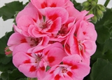 Picture of Graciela - Grmolika pelargonija 