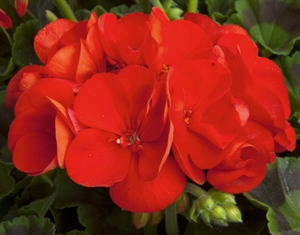 Picture of Fernando - Grmolika pelargonija 