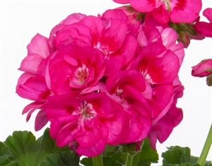 Picture of Ella - Grmolika pelargonija 