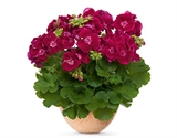 Picture of FF Velvet - Grmolika pelargonija 