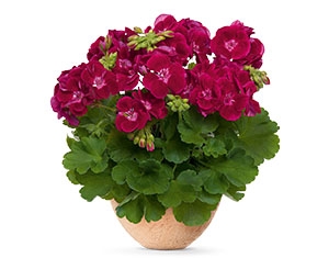 Picture of FF Velvet - Grmolika pelargonija 