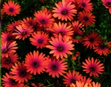 Picture of Osteospermum narančasti