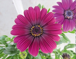 Picture of Osteospermum ljubičasti