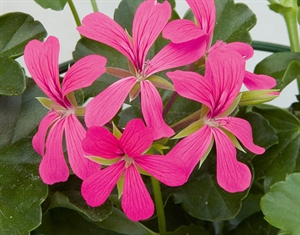 Picture of Jednostavna pelargonija ROZA