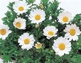 Picture of Chrysanthemum paludosum bijeli