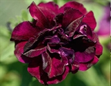 Picture of DUPLA  Potunia Burgundy