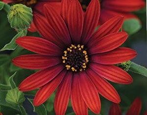 Picture of Osteospermum Crveni.